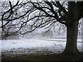 Winter tree, near Ellerton Abbey