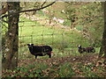 Sheep alongside Pen Y Rhiw road