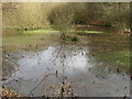 Overgrown pond on River Common