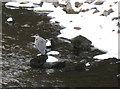 Grey Heron on the Dee