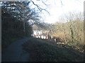 Footpath through Still Green