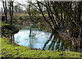 Stream by a footpath