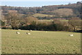 Sheep in the Darent Valley