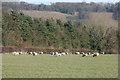 Sheep grazing in the Darent Valley