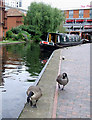 Geese near Gas Street Basin, Birmingham