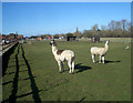 The Llamas of Stadhampton