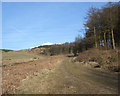 SS8093 : Track in Penhydd forestry area by eswales