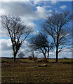 Field and trees near Flowton