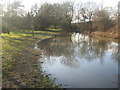 Flood in Friezland Wood