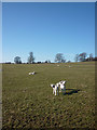 SD5375 : Spring lambs, Dalton Park by Karl and Ali