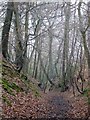 Sunken lane, Quarry Wood