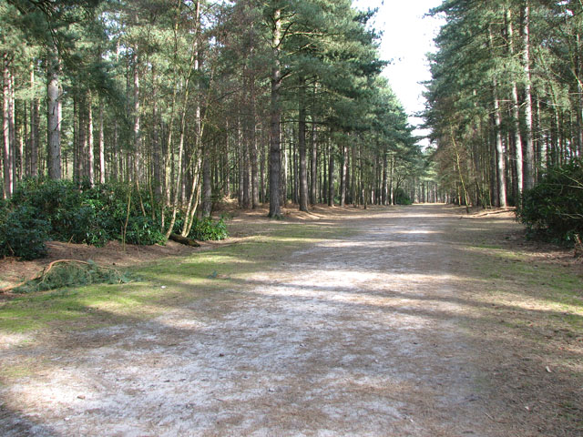 Track to the car park