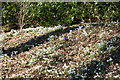 Snowdrops and Crocus