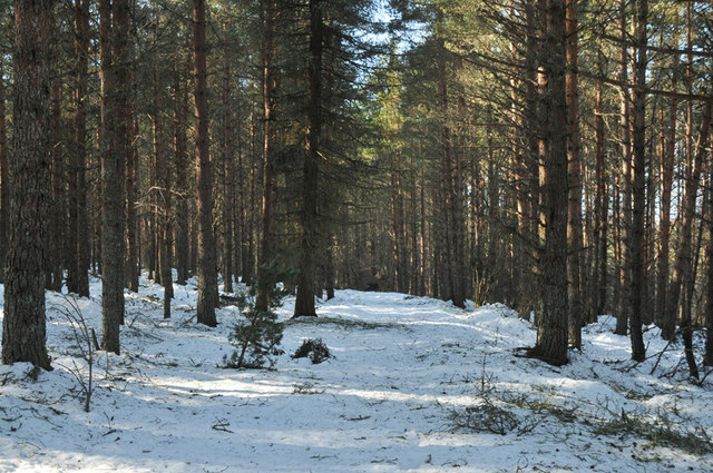 Forest track near Abriachan