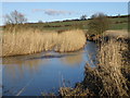 Reed bed in the Welland