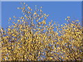 Catkins at Beaconhill Copse