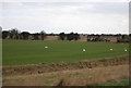 Swans in a field