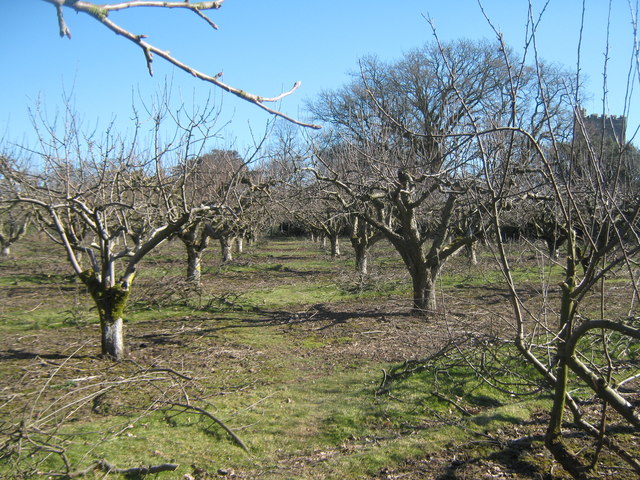 High Weald Landscape Trail through an orchard near Wittersham