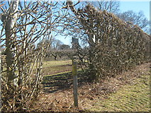 TQ8926 : High Weald Landscape Trail through an orchard to Wittersham by David Anstiss