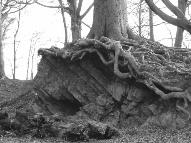 Rock and roots, Gnoll Park, Neath