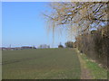 Hedgerow off Pasture Lane