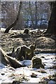 Tree stumps in woodland