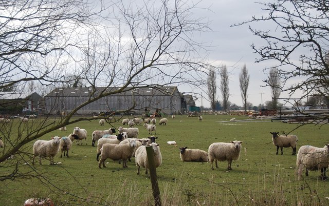 Sheep on the Romney Marshes