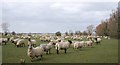 TQ9929 : Large flock of Romney Marsh Sheep, Whitehall Farm by N Chadwick