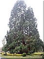 Multi-stemmed Giant Redwood