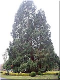 NZ2813 : Multi-stemmed Giant Redwood by Stanley Howe