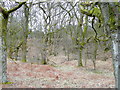 Forest of Dean near Brandrick