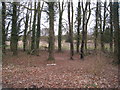 Trees along Rooksdown Lane