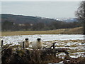 Curious sheep, Gruinards, Strathcarron