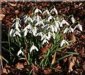 Snowdrops (Galanthus nivalis)