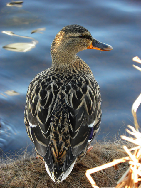 Duck, Enniskillen (5)