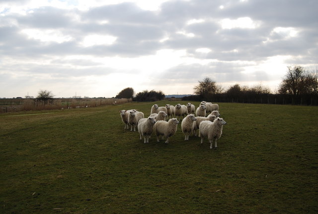 Flock of Sheep near Becket's Court