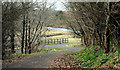 Path to the towpath, Lisburn (3)