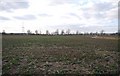 TQ9424 : A field of Sugar Beet, near Highknock Channel by N Chadwick