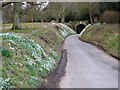 Not snow but snowdrops, West Tisbury