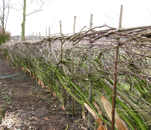 The laying of a traditional hedge [7] © Evelyn Simak cc-by-sa/2.0 ...