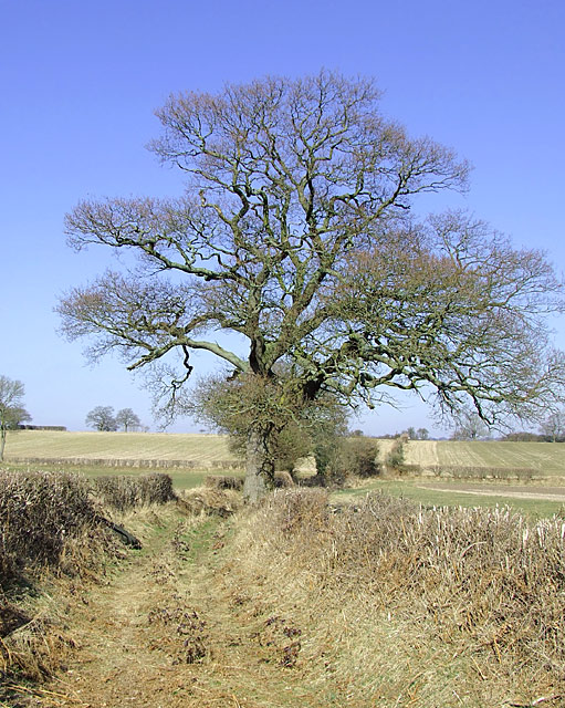 Farm track with oak tree near Seisdon,... © Roger Kidd :: Geograph ...