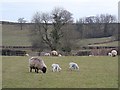 Sheep and lambs grazing