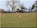 Brown Hare (Lepus europaeus), Cobley