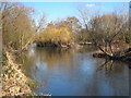 Island in the River Colne