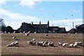 Sheep at Kneeton Hall