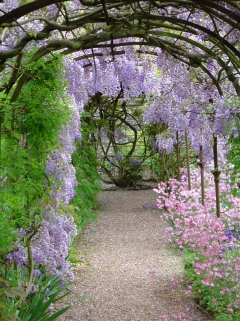 Wisteria at Grey's Court, near Henley,... © nick macneill :: Geograph ...