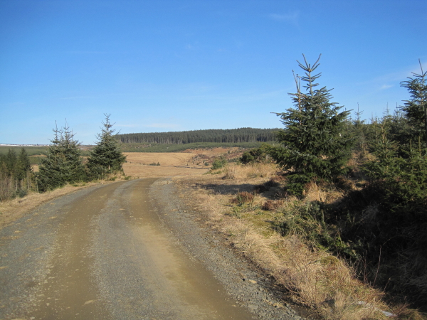 Forestry Road towards Wainhope