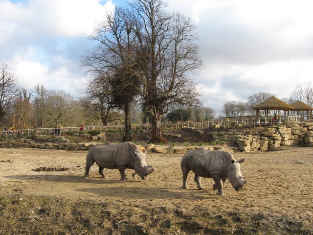 African savanna (and rhinos) in Dublin Zoo