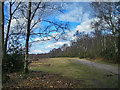 Footpath beside the woods