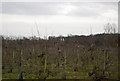 Egypt Farm Oast house seen across an orchard from Petteridge Lane